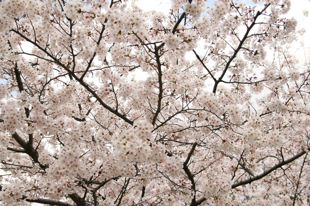 桜（さくら）158