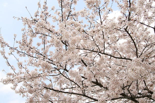 桜（さくら）159