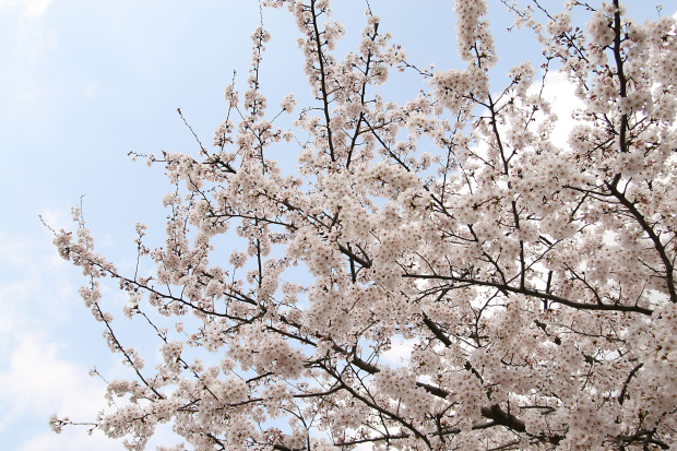 桜（さくら）160