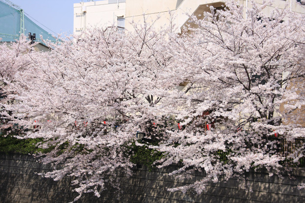 桜（さくら、目黒川花見）169