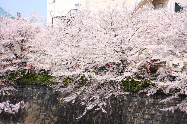 桜（さくら、目黒川花見）170