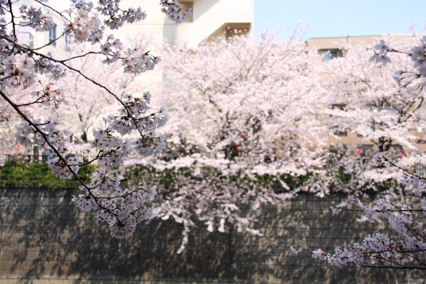 桜（さくら、目黒川花見）171