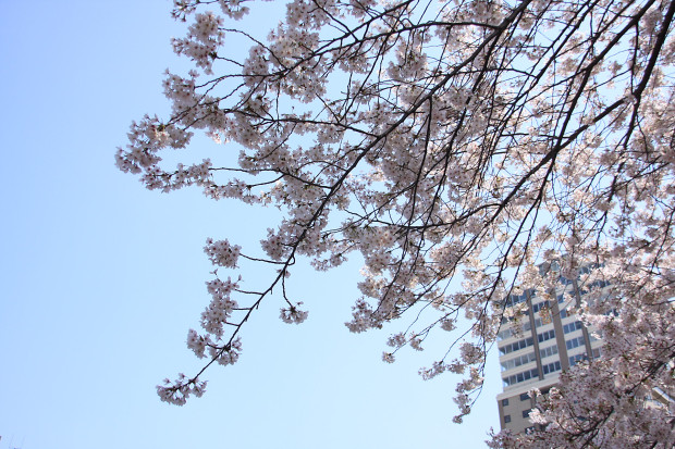 桜（さくら、目黒川花見）173