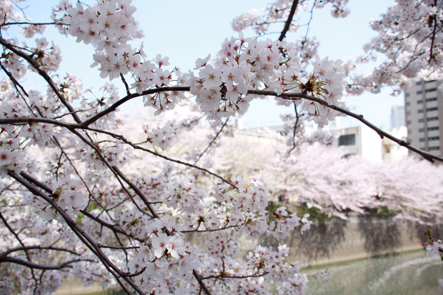 桜（さくら、目黒川花見）174