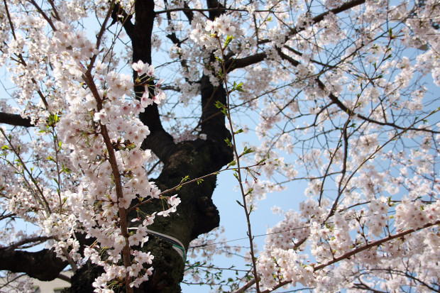 桜（さくら、目黒川花見）176
