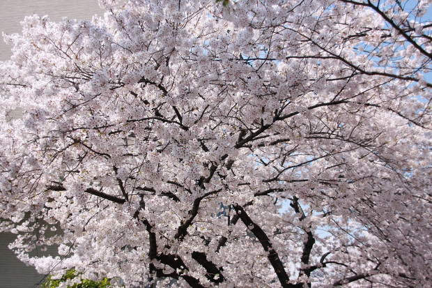 桜（さくら、目黒川花見）177