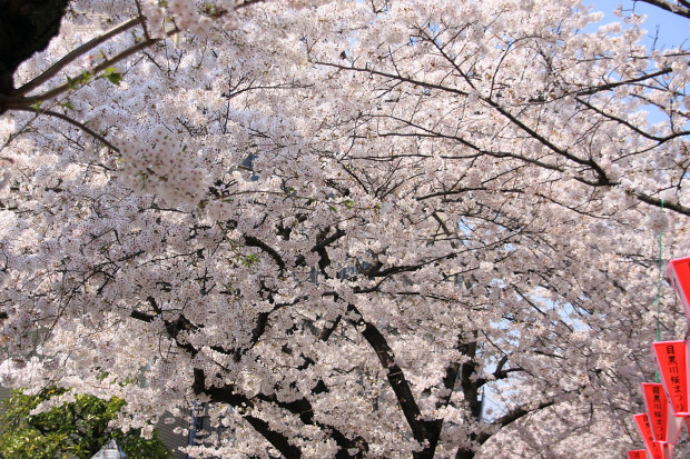 桜（さくら、目黒川花見）182