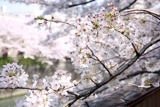 桜（さくら、目黒川花見）186