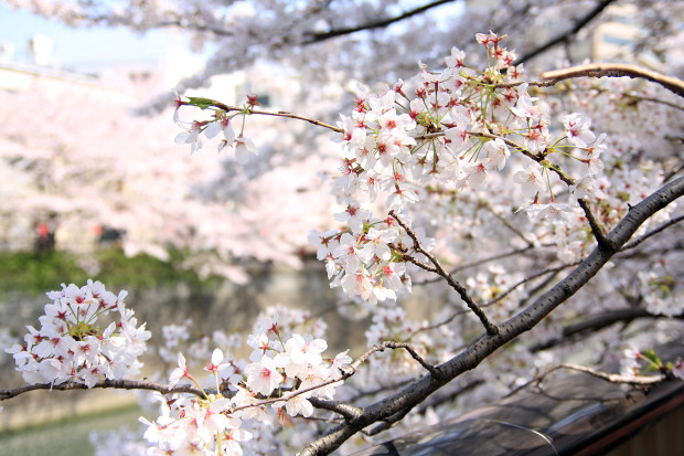 桜（さくら、目黒川花見）187