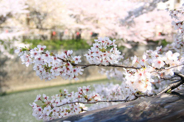 桜（さくら、目黒川花見）188