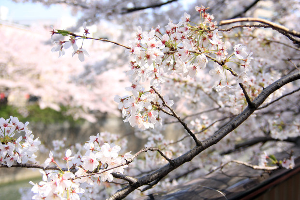 桜（さくら、目黒川花見）189