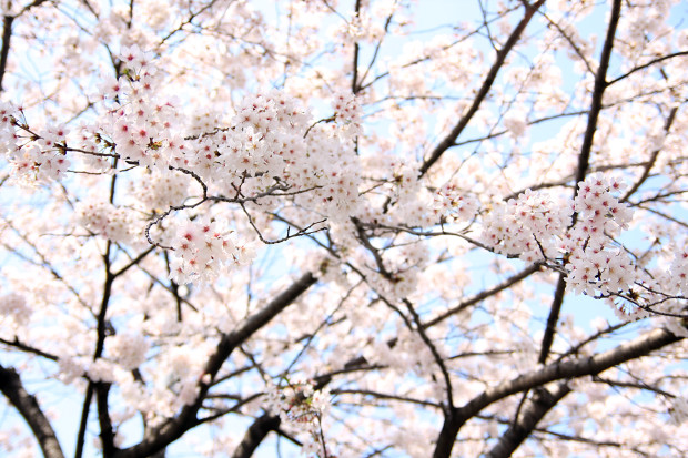 桜（さくら、目黒川花見）190