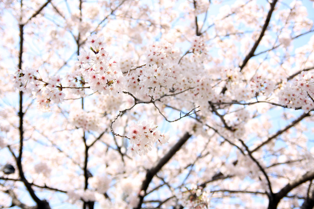桜（さくら、目黒川花見）191