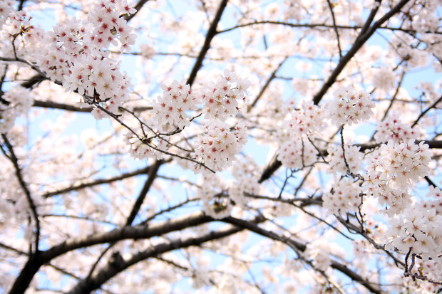 桜（さくら、目黒川花見）192