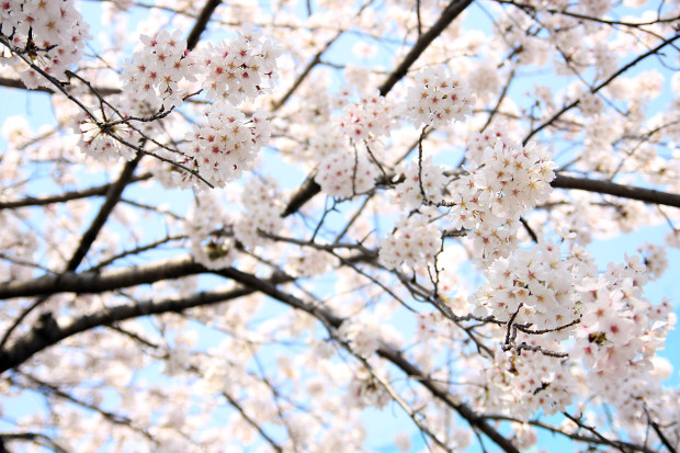 桜（さくら、目黒川花見）193