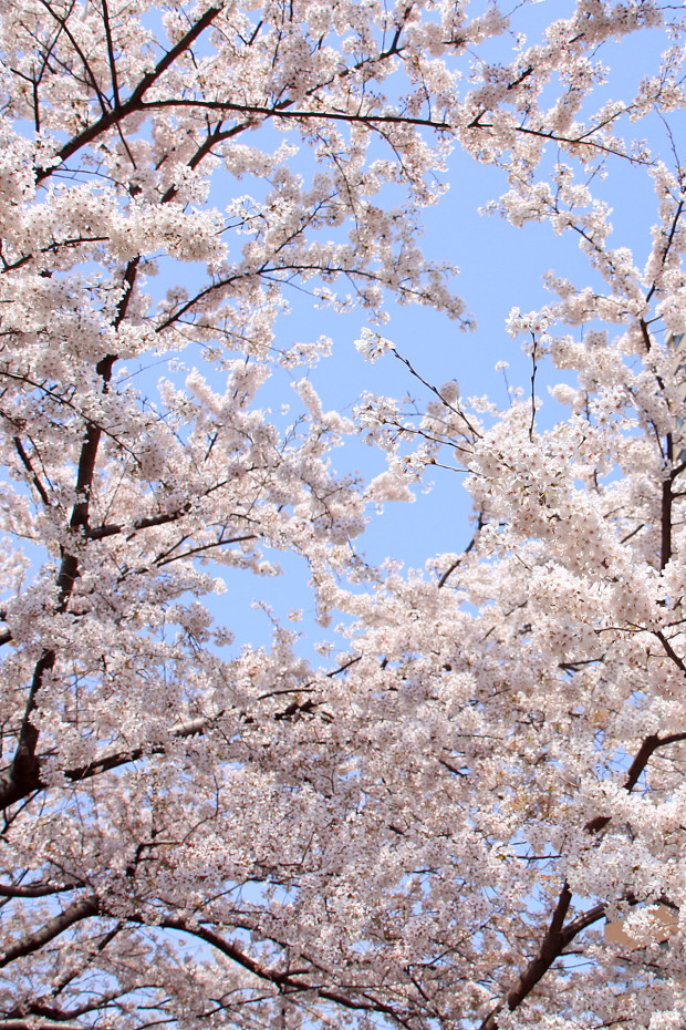 桜（さくら、目黒川花見）209