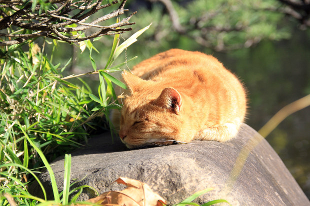猫|日向ぼっこするトラ猫写真074