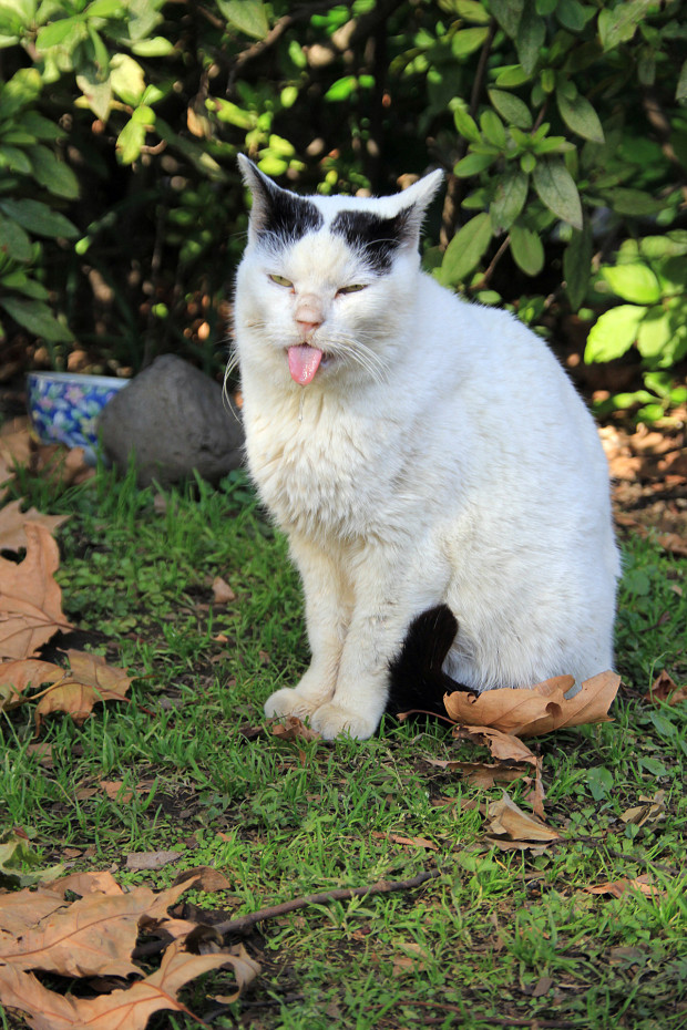 猫|舌を出す猫写真081