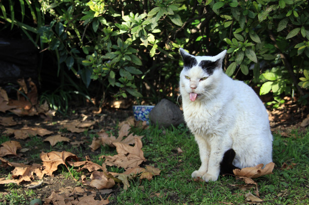 猫|舌を出す猫写真082