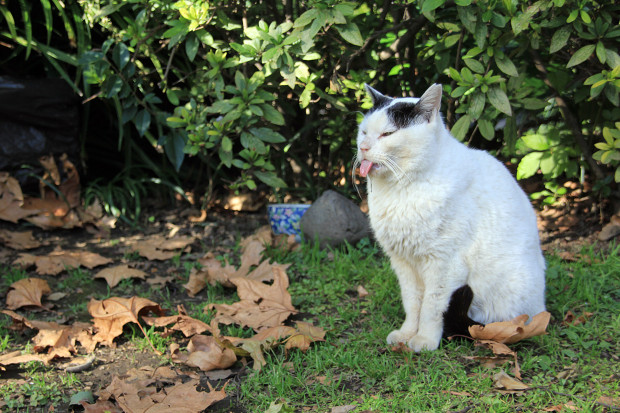 猫|舌を出す猫写真083
