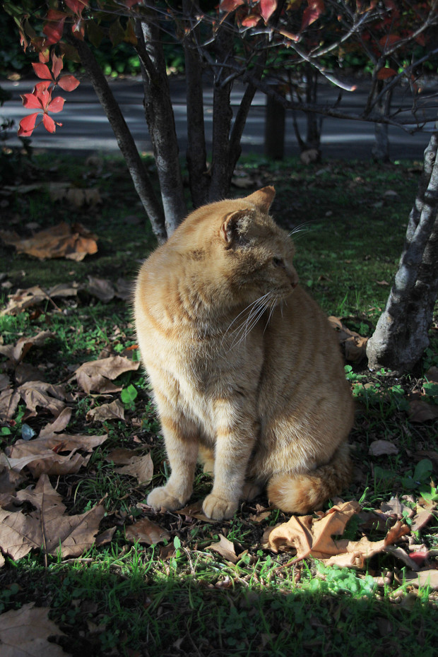 猫|日向ぼっこする茶トラ猫猫写真085