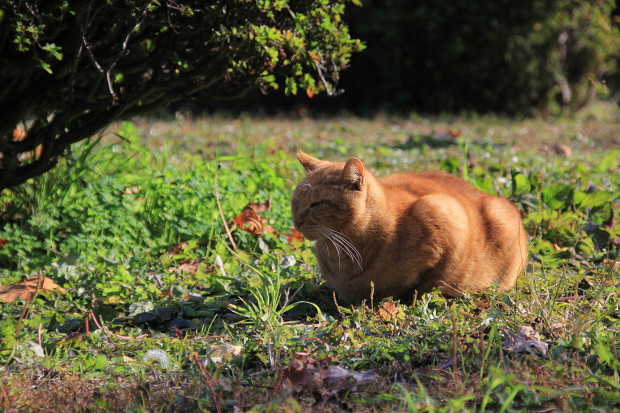 猫|日向ぼっこする茶トラ猫猫写真086