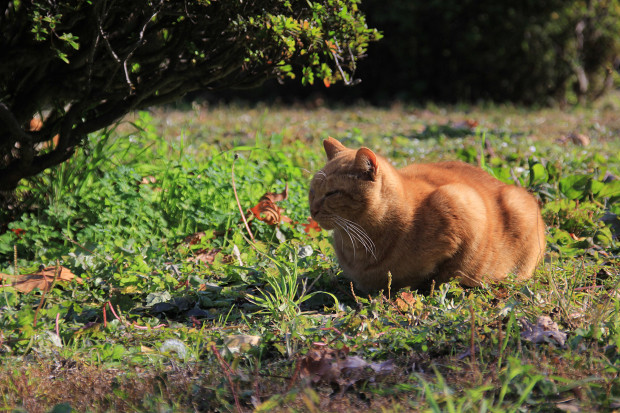 猫|日向ぼっこする茶トラ猫猫写真087