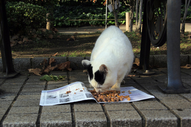 猫|エサを食べる猫写真089