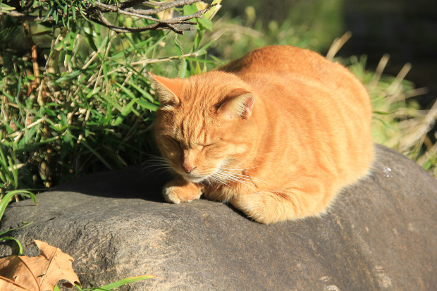 猫|日向ぼっこする茶トラ猫写真090