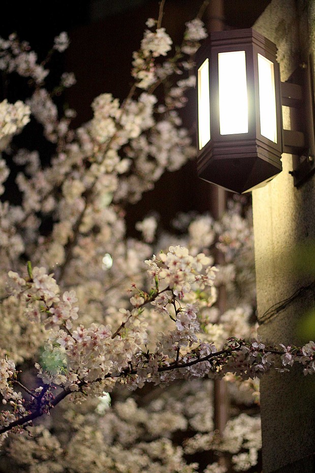 夜桜(目黒川花見)56