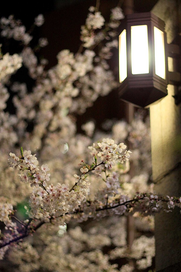 夜桜(目黒川花見)57