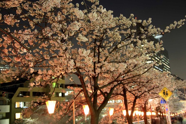 夜桜(目黒川花見)｜桜の木全体72