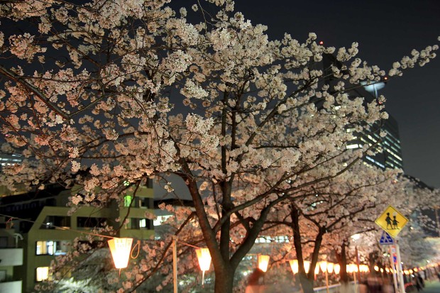 夜桜(目黒川花見)｜桜の木全体73