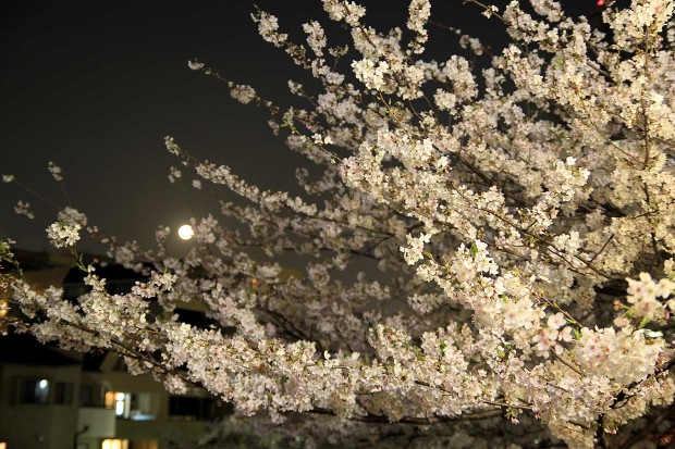 夜桜(目黒川花見)｜桜の木全体74