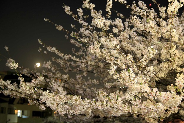夜桜(目黒川花見)｜桜の木全体75