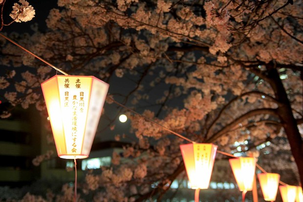 夜桜(目黒川花見)｜桜の木全体76