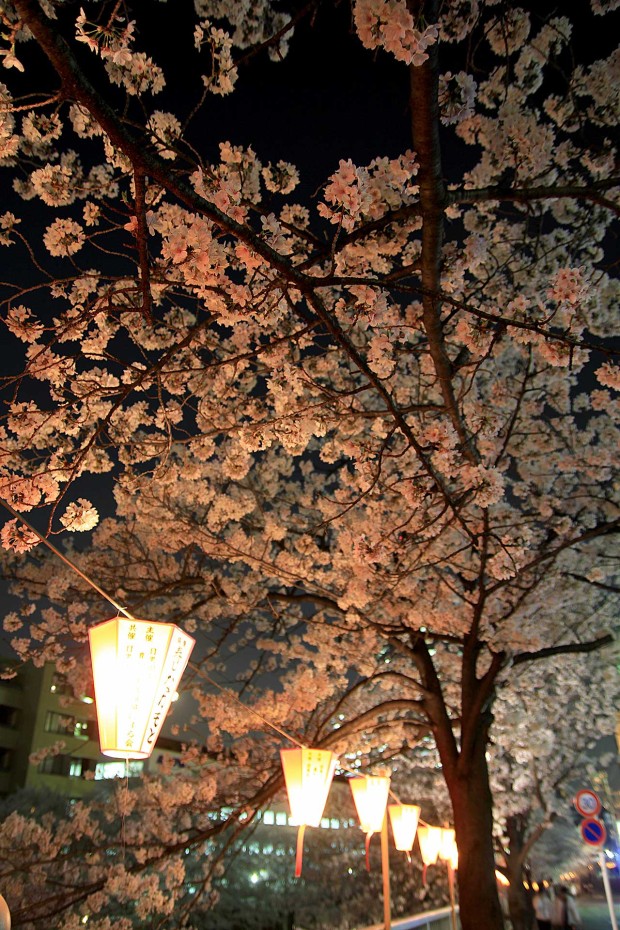 夜桜(目黒川花見)｜桜の木全体77