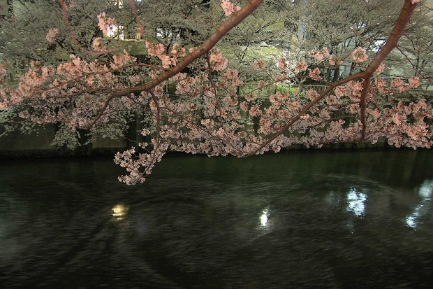 夜桜(目黒川花見)83