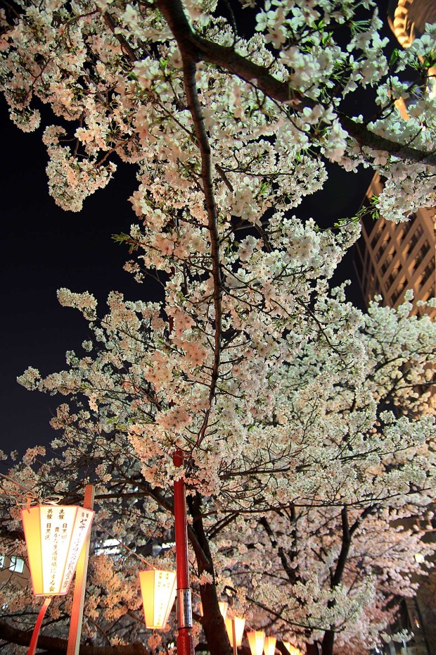 夜桜(目黒川花見)91