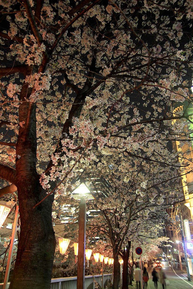 夜桜(目黒川花見)92