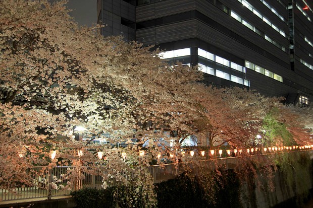 夜桜(目黒川花見)95