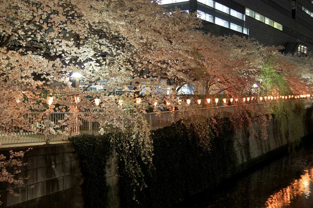 夜桜(目黒川花見)96