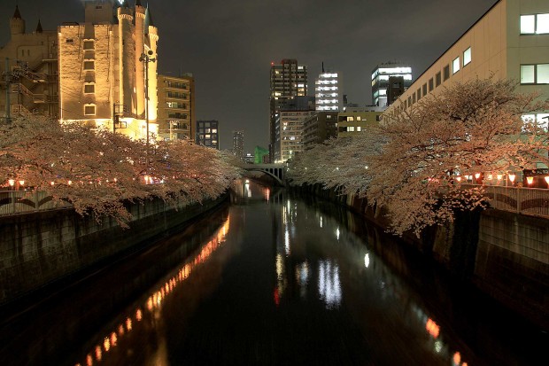 夜桜(目黒川花見)101