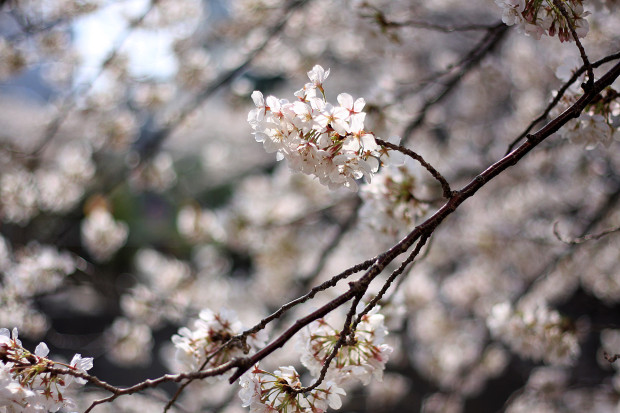 桜|短焦点002