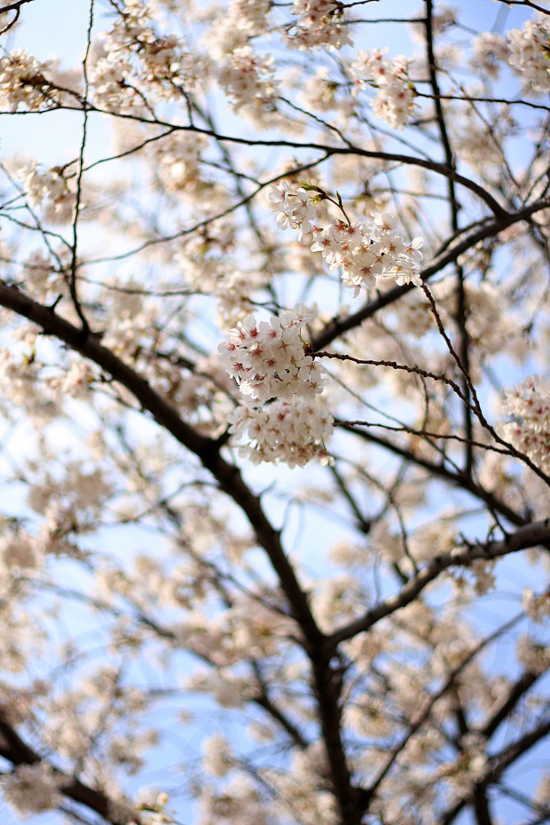 桜|短焦点004
