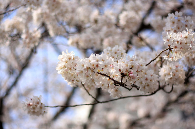 桜|短焦点012