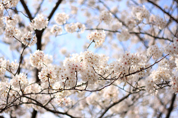 桜|短焦点014