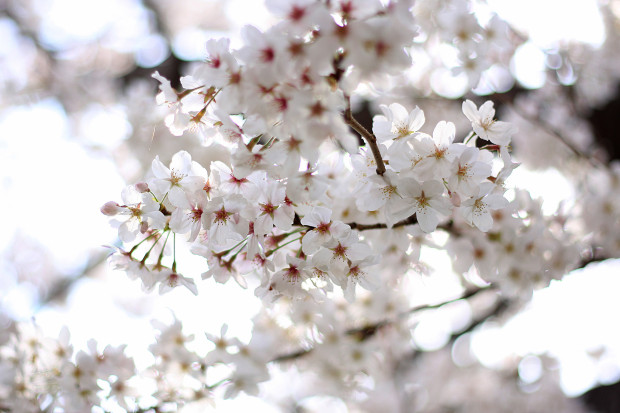 桜|短焦点020