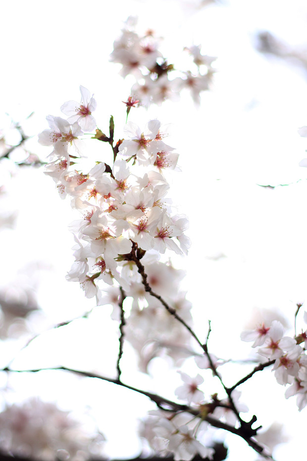桜|短焦点022