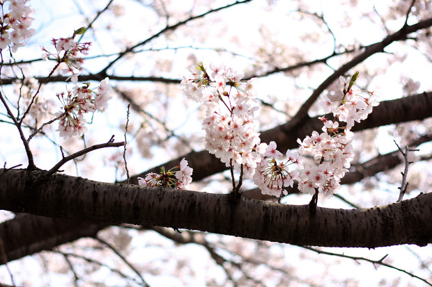 桜|短焦点029